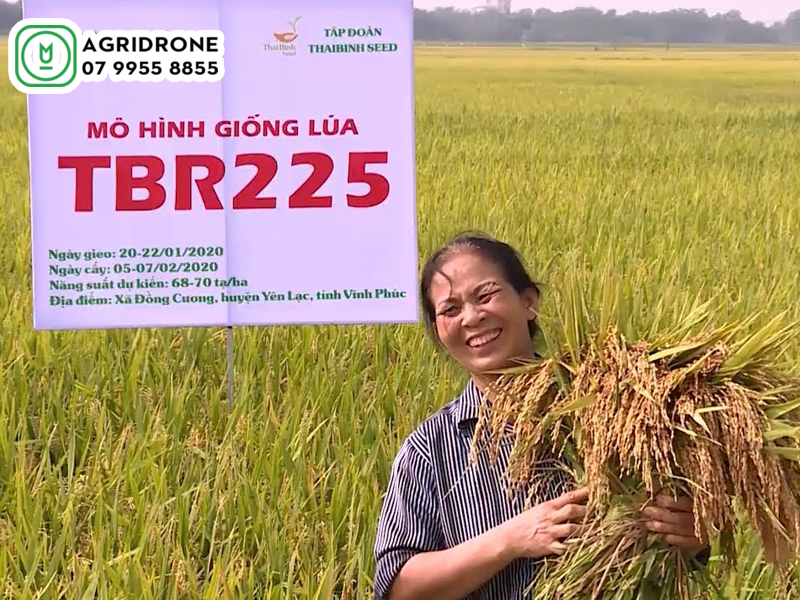giong lua tbr 225 2