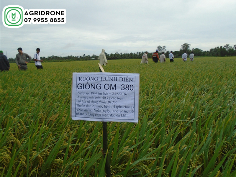 Đặc tính và ưu điểm của giống lúa OM380