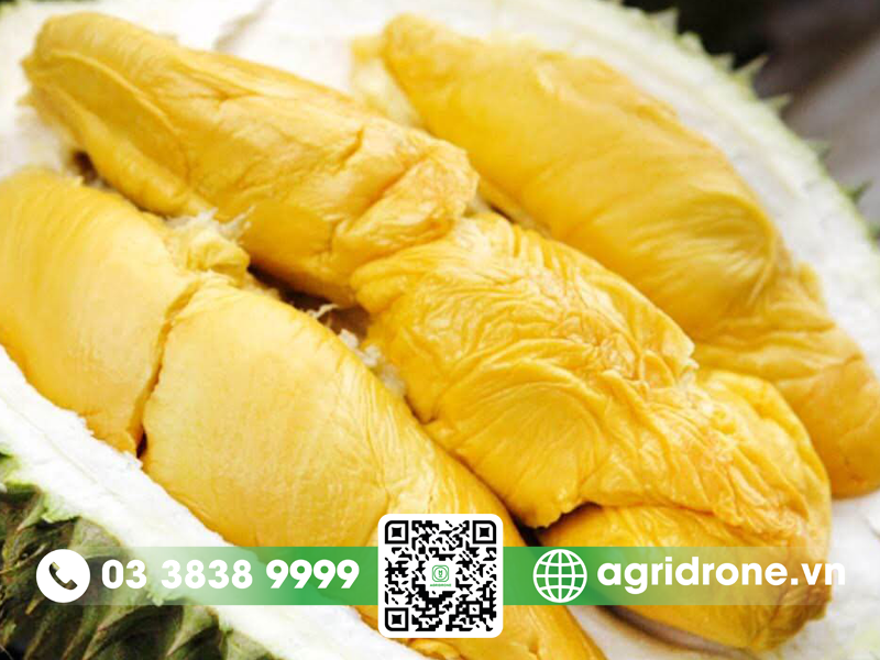 sau rieng musang king co may loai 1