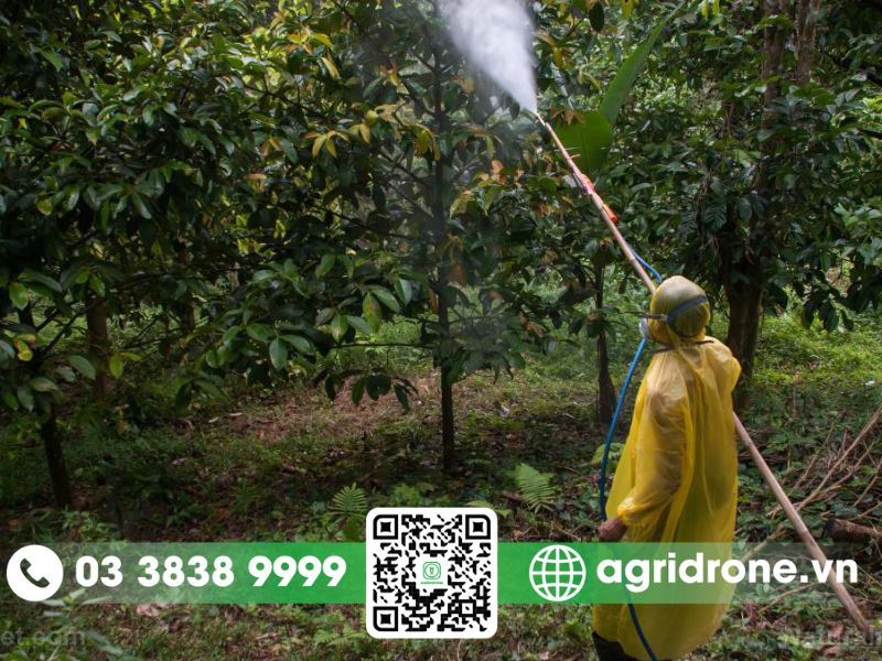 Tổng hợp phương pháp phun thuốc trừ sâu cho cây mít