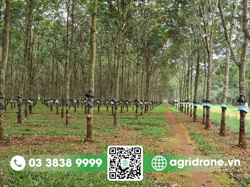 1 ha cao su trồng được bao nhiêu cây?