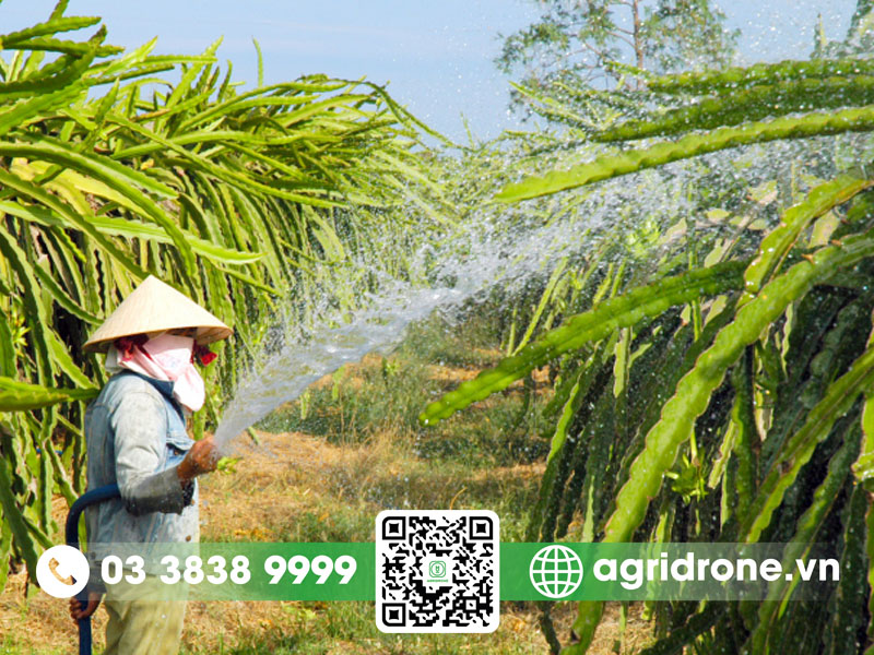 Lần đầu tiên ghép thanh long cực thành công 3 Lần đầu tiên ghép thanh long