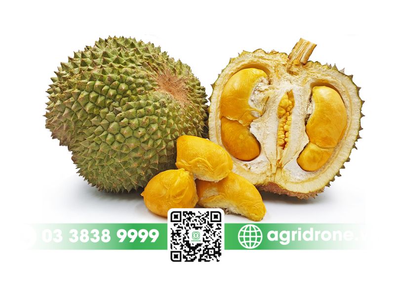 Top 3 giống sầu riêng Malaysia phổ biến tại Việt Nam 2 Giống sầu riêng Malaysia Black thorn (D200) - Gai đen