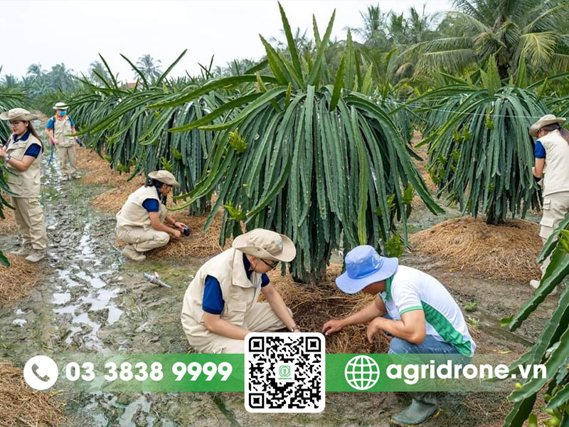 Quy trình trồng cây thanh long
