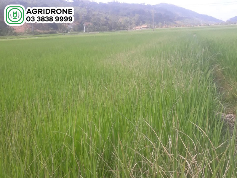 Bệnh thối thân lúa nguyên nhân & cách phòng trừ 1 benh thoi than lua 01