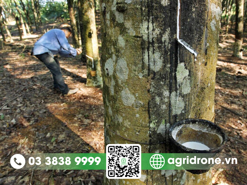 Hóa chất làm tăng độ mủ cao su hiệu quả và an toàn 2 Hóa chất làm tăng độ mủ cao su