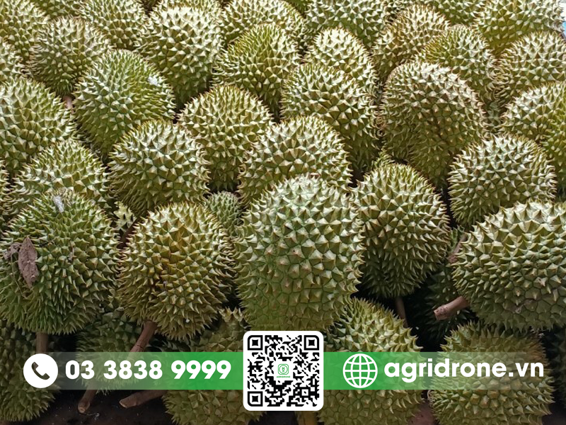 sau rieng 6 huu gia bao nhieu 1