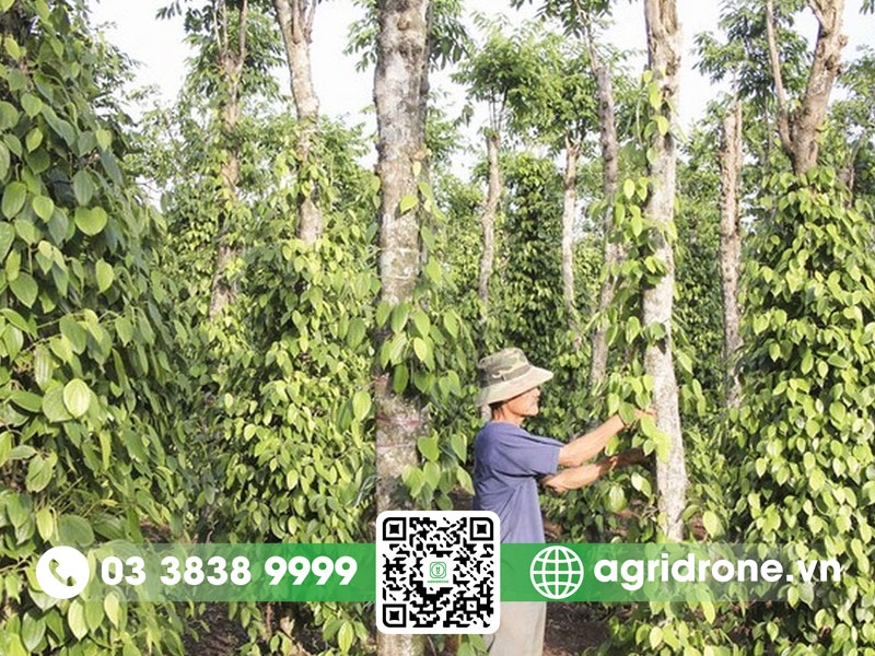 Cây hồ tiêu được trồng chủ yếu ở vùng nào ở Việt Nam? 3 Cây hồ tiêu được trồng chủ yếu ở vùng nào