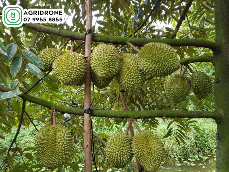 Hệ thống phun thuốc sâu cho sầu riêng