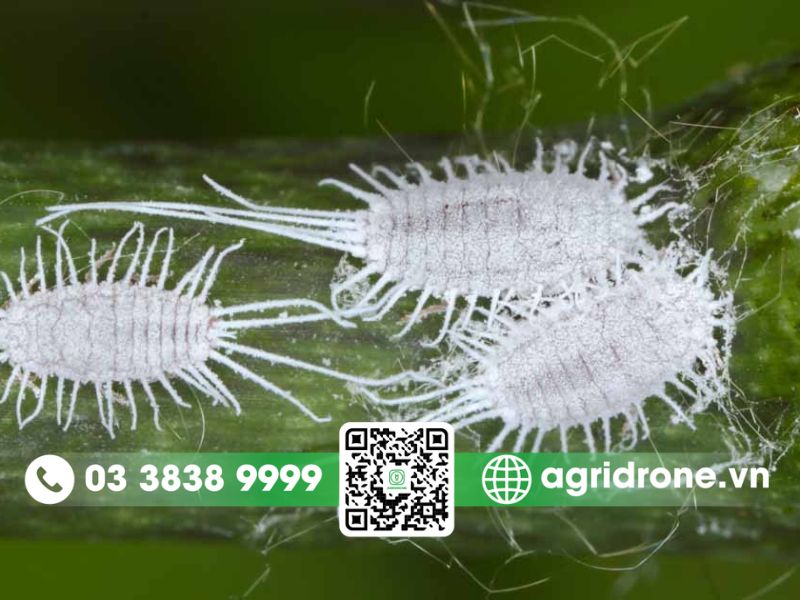 Rệp phấn trắng là gì? Dấu hiệu và cách phòng trừ trên cây trồng 1 Rệp phấn trắng là gì?