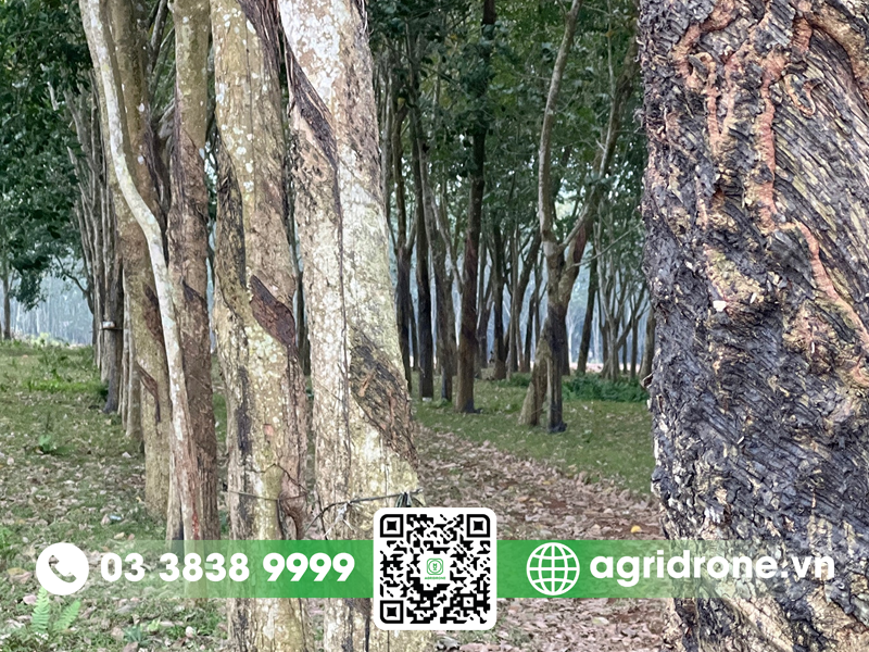 Vì sao cây cao su được trồng nhiều ở Đông Nam Bộ? 1 Vì sao cây cao su được trồng nhiều ở Đông Nam Bộ