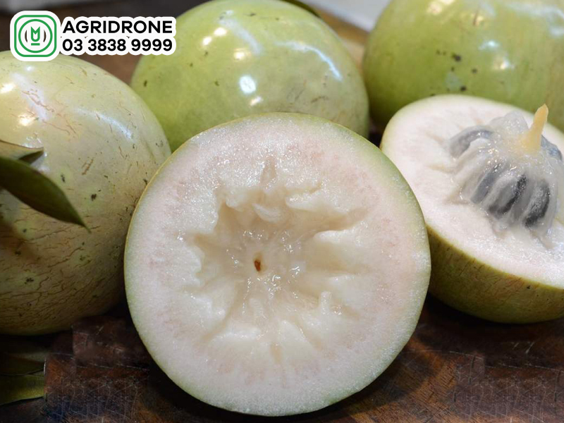 Giá vú sữa hôm nay bao nhiêu?