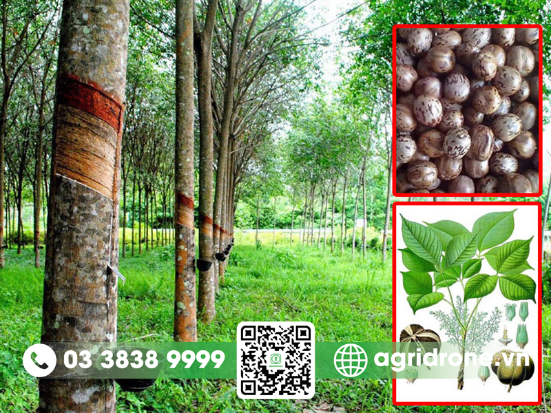 Quả cây cao su có ăn được không? 1 Quả cây cao su