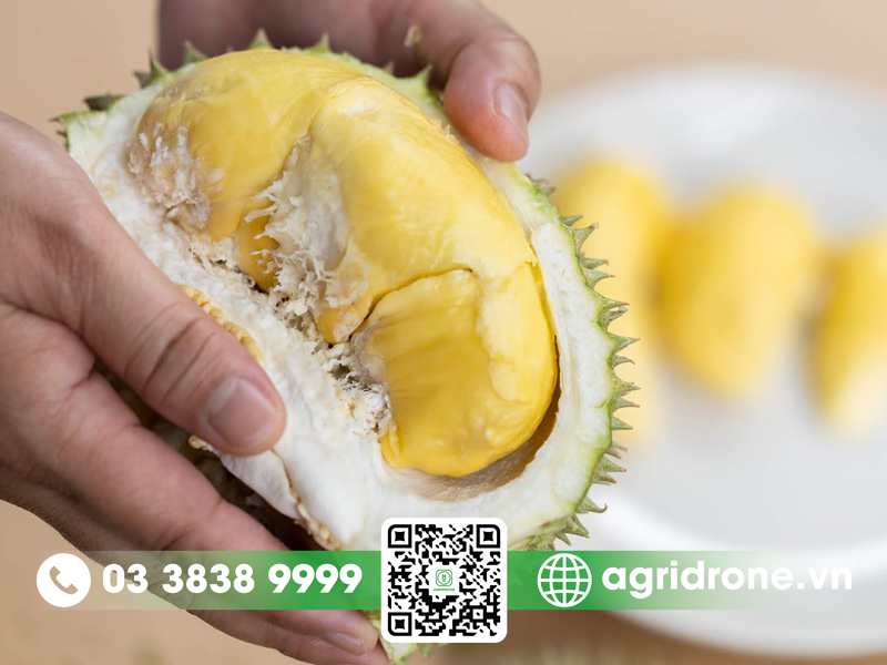 Bảo quản và sử dụng sầu riêng Thái Lan chín