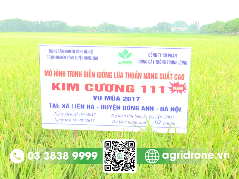 giong lua kim cuong 111 1
