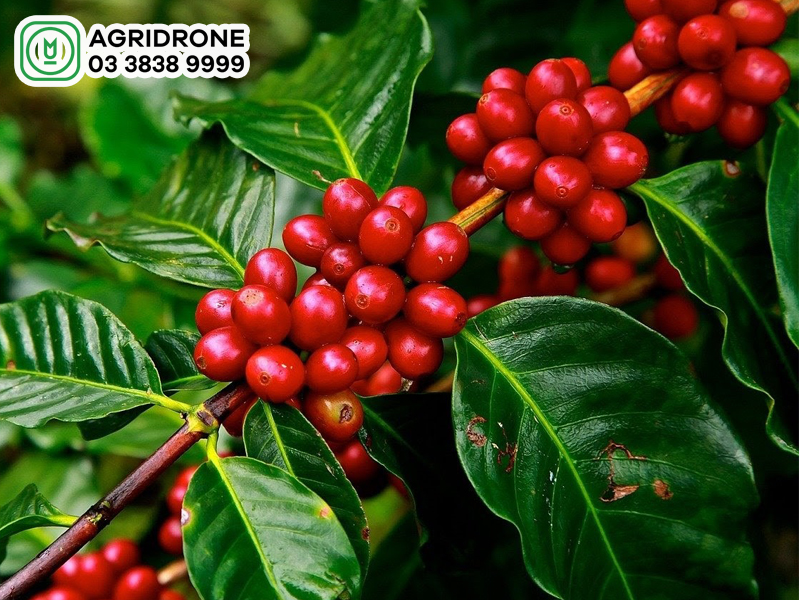 ca phe Robusta 1