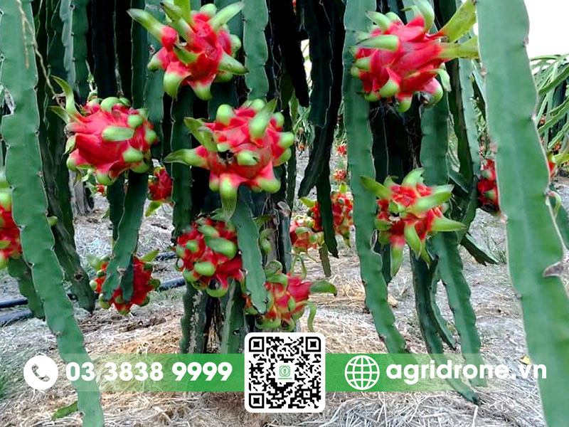 Cây thanh long: đặc điểm, kỹ thuật trồng & chăm sóc 1 Cây thanh long