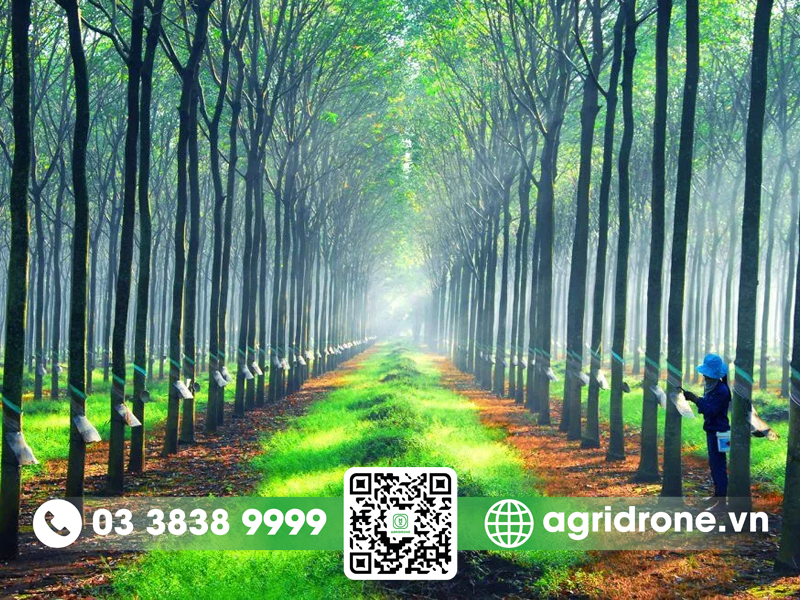 Cây cao su quang hợp như thế nào? 3 Cây cao su quang hợp như thế nào?