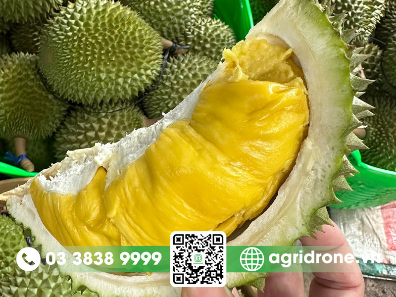 nang suat sau rieng musang king 02