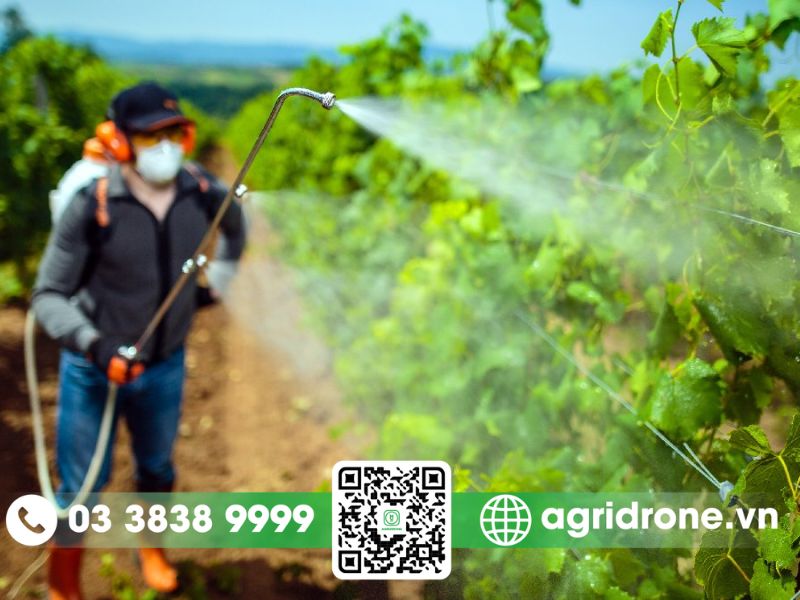 Phương pháp phun thuốc trừ sâu cho cây nho xanh tốt