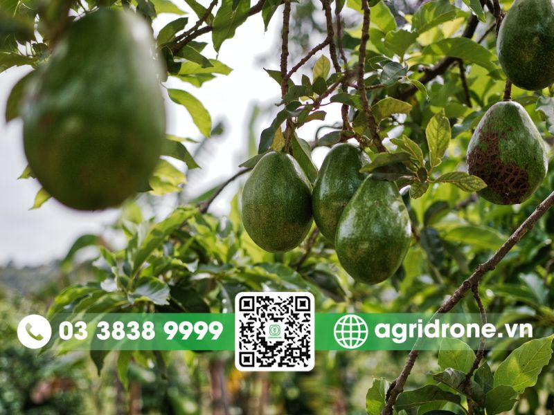 Cây bơ trồng bao lâu có trái? Thời gian ra trái của từng giống bơ 4 4 yếu tố quyết định cây bơ nhà bạn ra trái sớm hay muộn