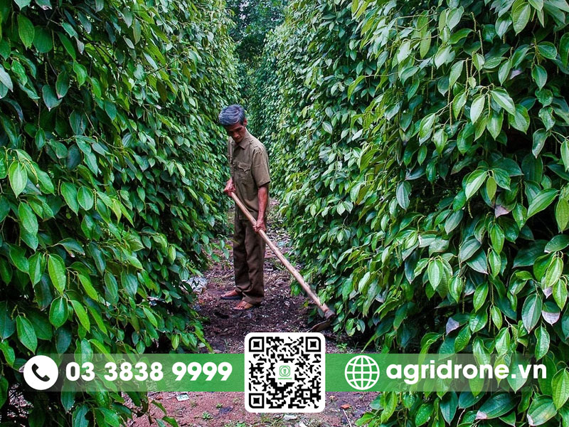 Bón kali cho cây tiêu để đạt năng suất cao