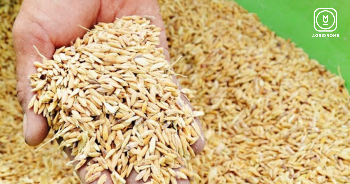 Một số giống lúa cho vụ hè thu