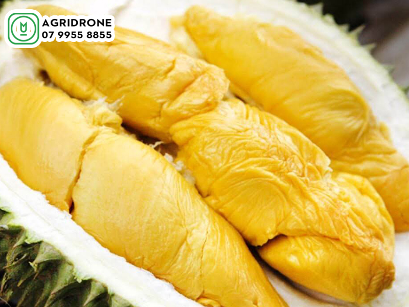 cay sau rieng musang king 1