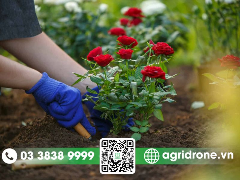 Những lưu ý khi bón phân cho hoa hồng