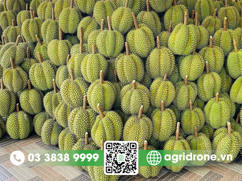 sau rieng Tien Giang 1