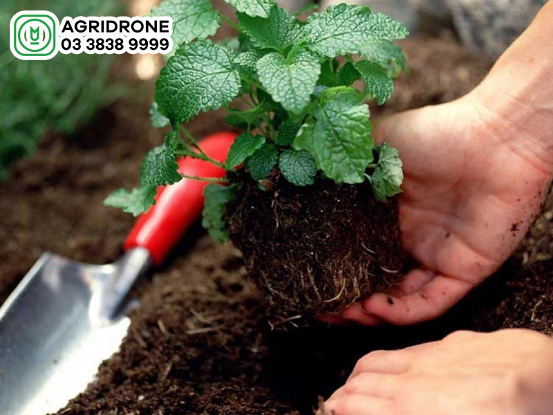 Vì sao trồng cây trên đất thịt là tốt nhất?
