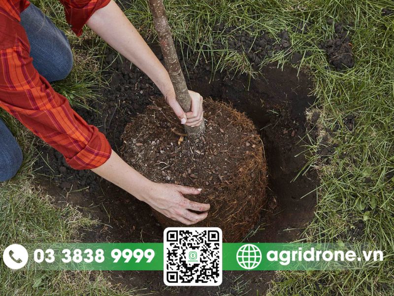 Cách trồng và chăm sóc cây cam đúng kỹ thuật 2 Cách trồng cây cam đúng kỹ thuật
