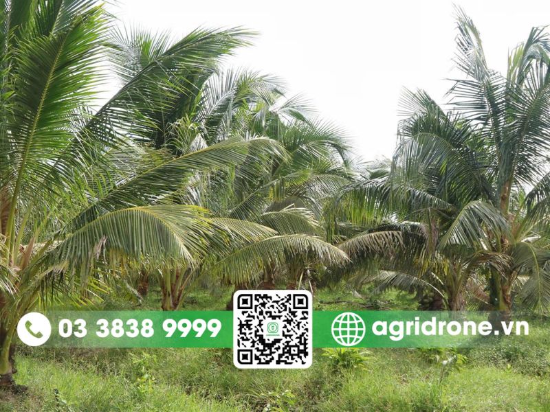 Sâu bệnh hại thường gặp trên cây dừa tại Bình Định
