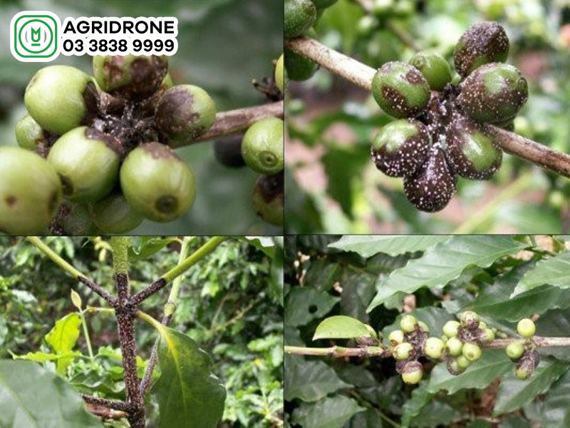 Bệnh nấm hồng trên cây cà phê: Triệu chứng & cách phòng trừ