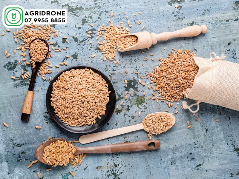 Giống lúa mì triticum aestivum được tạo nên từ đâu? 2 giong lua mi triticum aestivum 01
