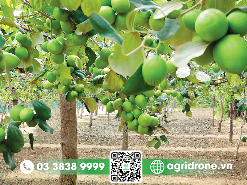 Cách phòng trừ bệnh thán thư trên cây táo hiệu quả