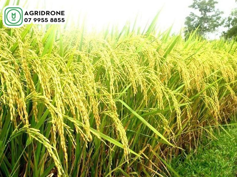 Dịch vụ phun thuốc Nam Định cho lúa, ngô, lạc, rau củ