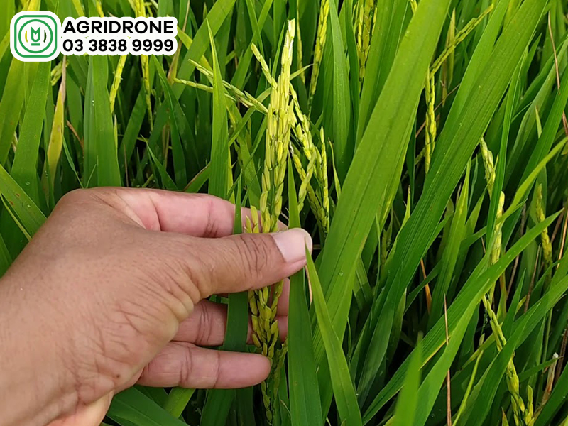 Lúa 60 ngày xịt thuốc gì? 1 lua 60 ngay xit thuoc gi 2
