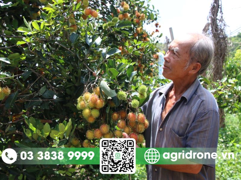 5 phương pháp bón phân cho chôm chôm tăng năng suất, trái to đều 4 Lưu ý khi bón phân cho cây chôm chôm