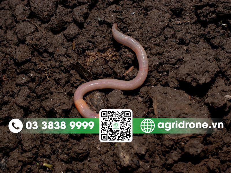Vai trò của giun đất đối với đất trồng trọt là gì?