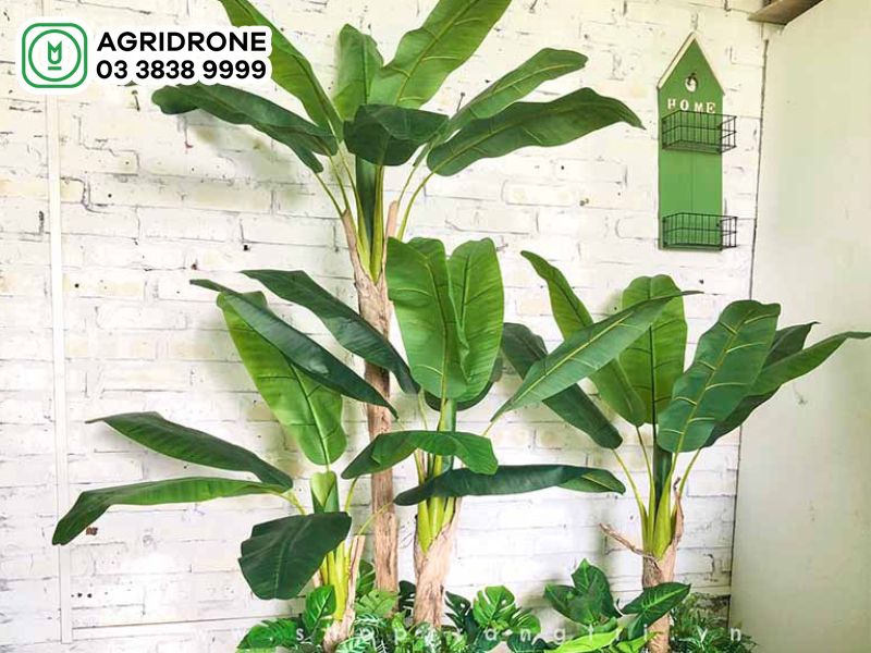 Cây chuối cảnh mini: công dụng & cách trồng 1 cay chuoi canh mini 1