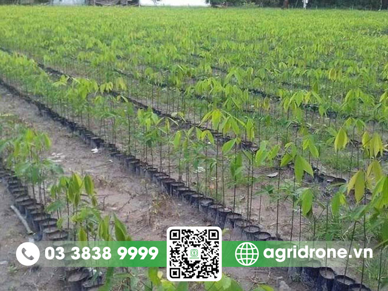 Cách chăm sóc cây cao su giai đoạn đầu đúng kỹ thuật