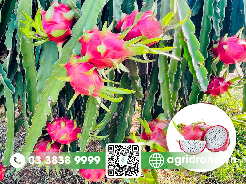 Đặc điểm cây thanh long có gì thú vị?