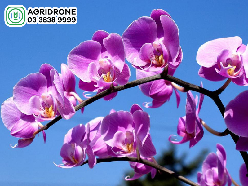 Cách bón phân cho hoa lan đúng kỹ thuật