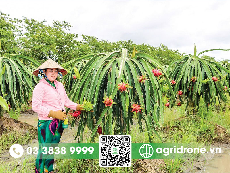 Thanh long trồng bao lâu có trái?