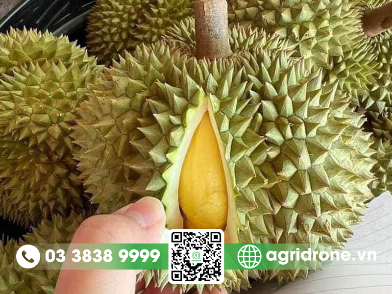 sau rieng thai 1