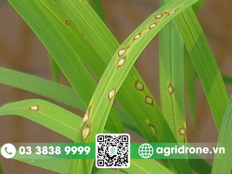 Nhận biết các bệnh thường gặp trên cây lúa