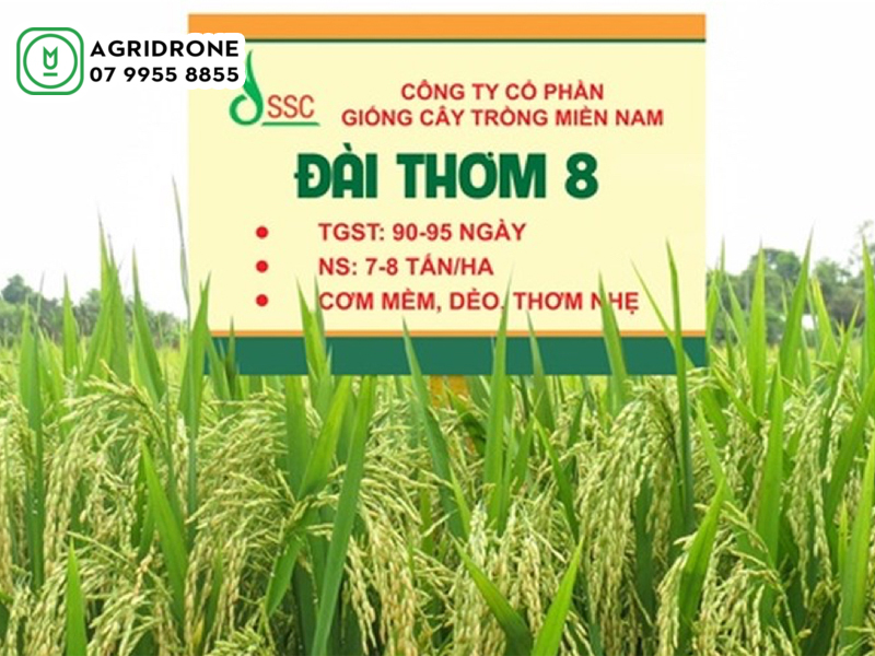 giong lua dai thom 8 03