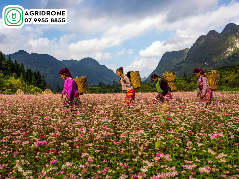may bay phun thuoc Ha Giang 01