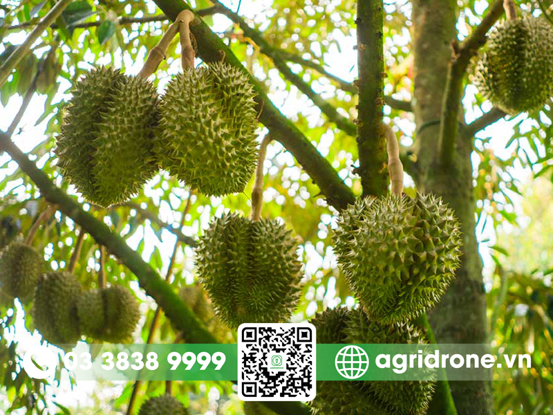Sầu riêng Musang King có mấy loại?